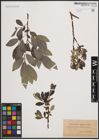 Foto von Salix cinerea L. x Salix nigricans Sm.